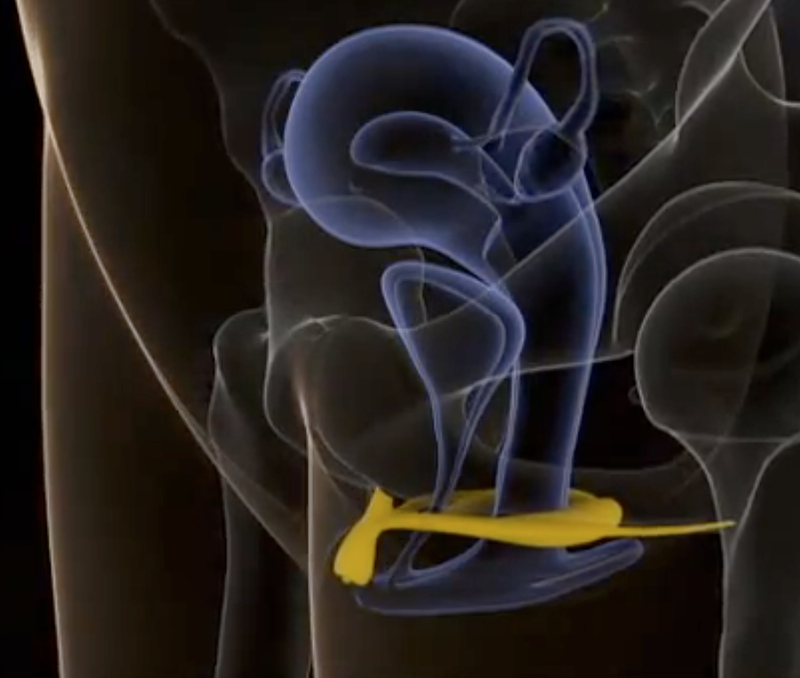 Illustration for article titled Until 2009, the human clitoris was an absolute mystery